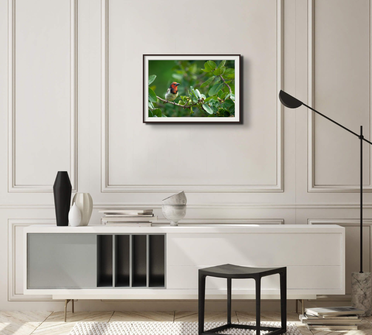 Black Collared Barbet