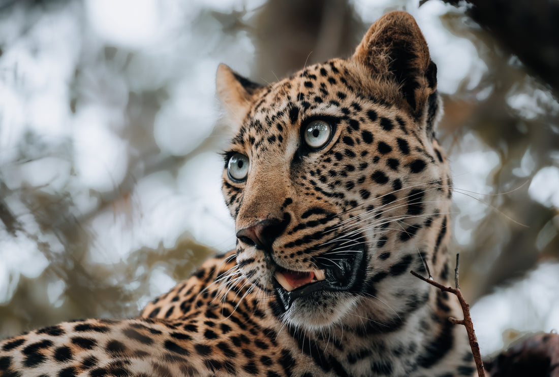 Tips for Photographing Leopards in the African Bush