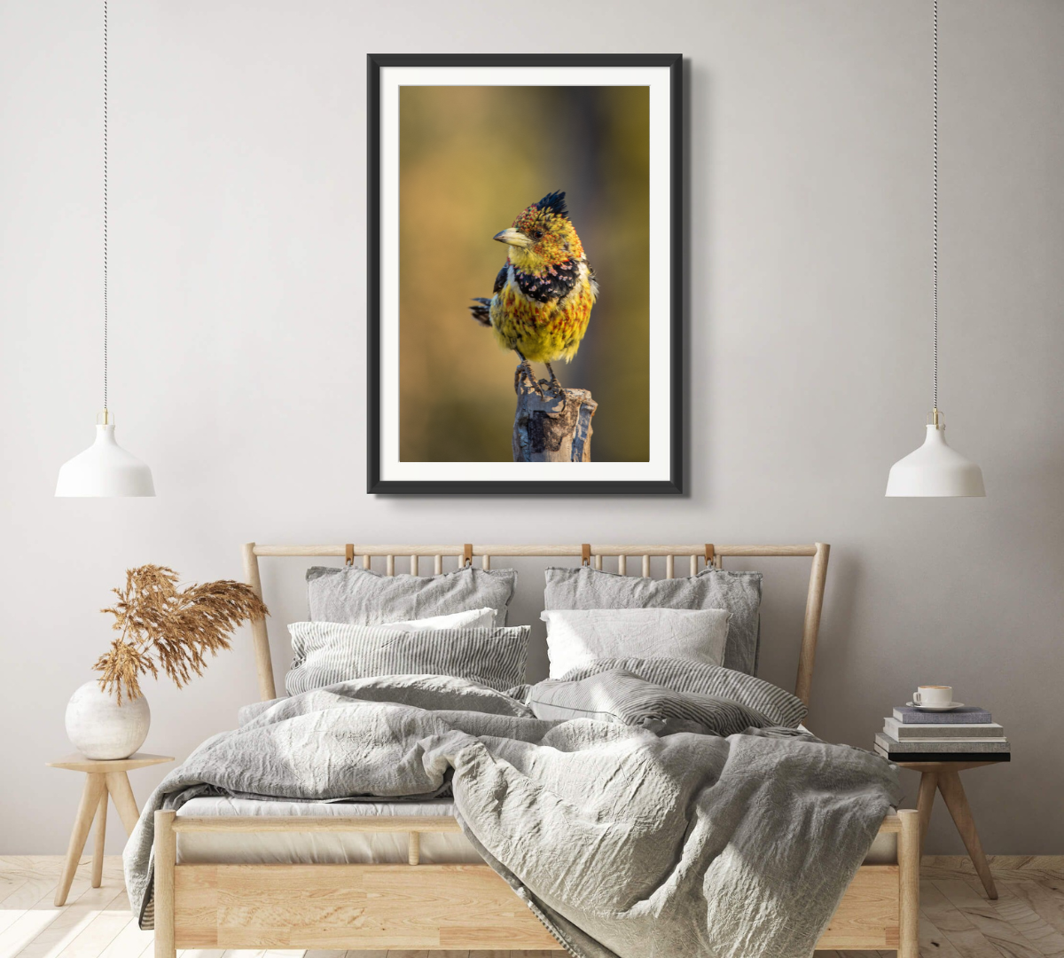 Crested Barbet