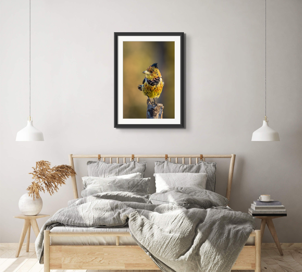 Crested Barbet